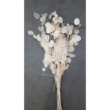 LUNARIA BLEACHED 24-30"